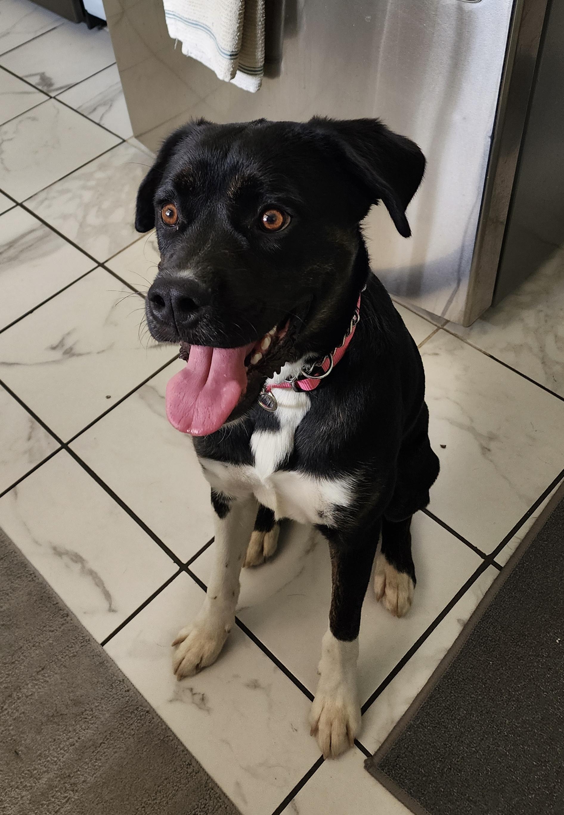 Frank the Tank (Frank), adopted, Young Male Black Labrador Retriever & American Staffordshire Terrier.