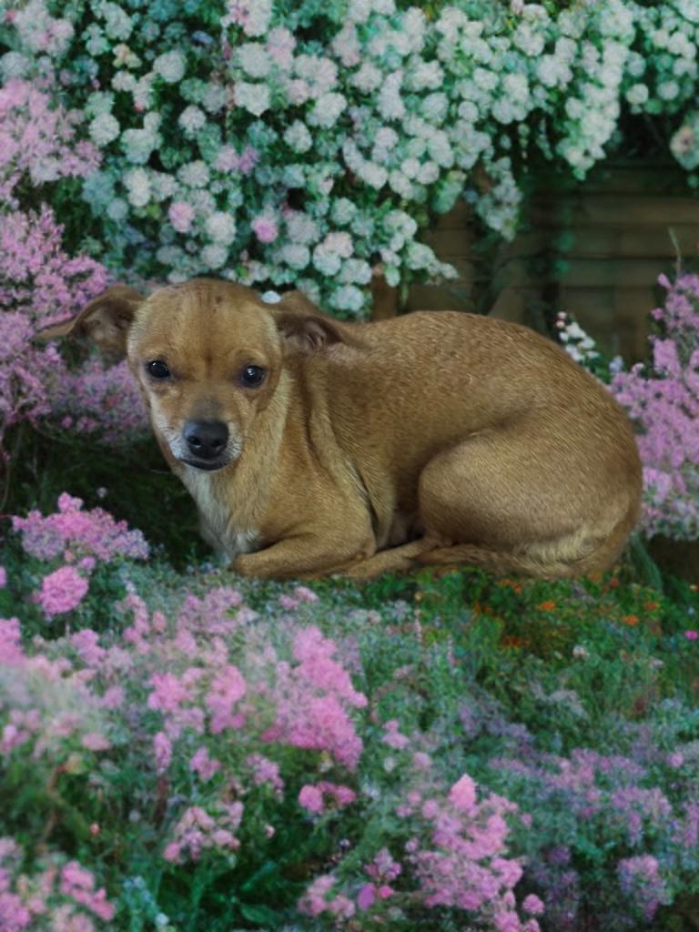 Enlarge Marge, a ADOPTABLE Chihuahua in San Antonio, TX image 2/4