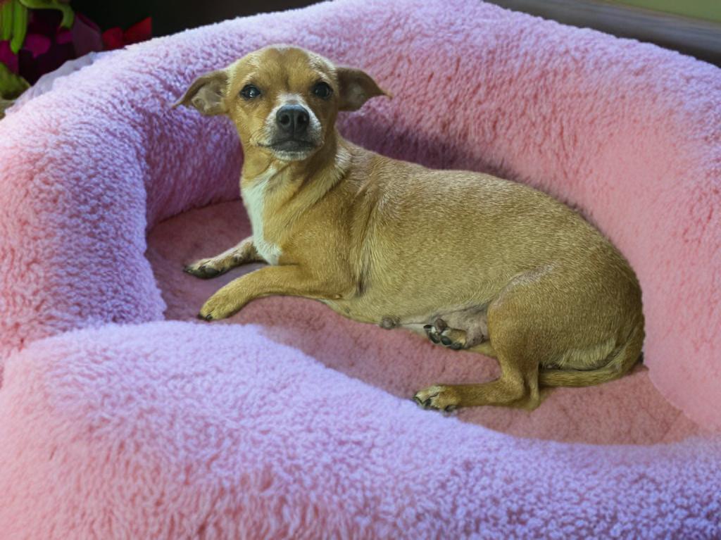 Marge, ADOPTABLE, Young Female Chihuahua.