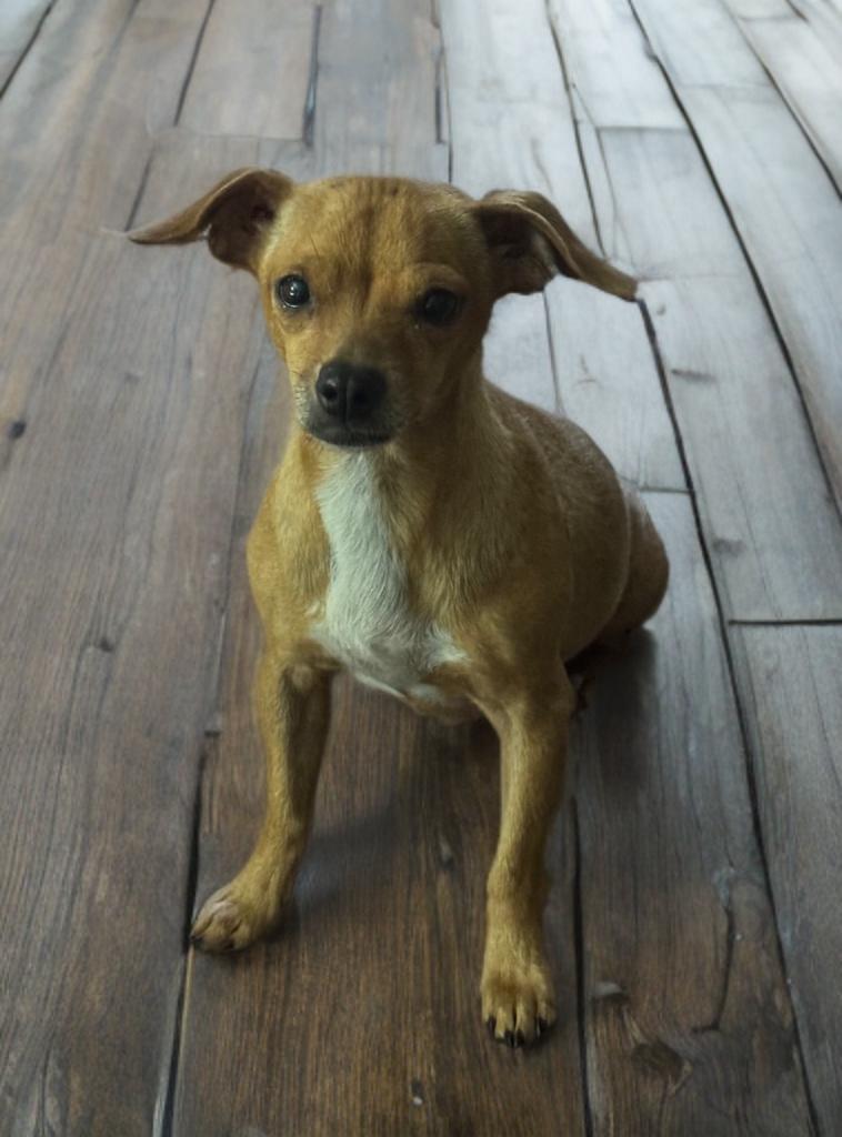 Enlarge Marge, a ADOPTABLE Chihuahua in San Antonio, TX image 4/4