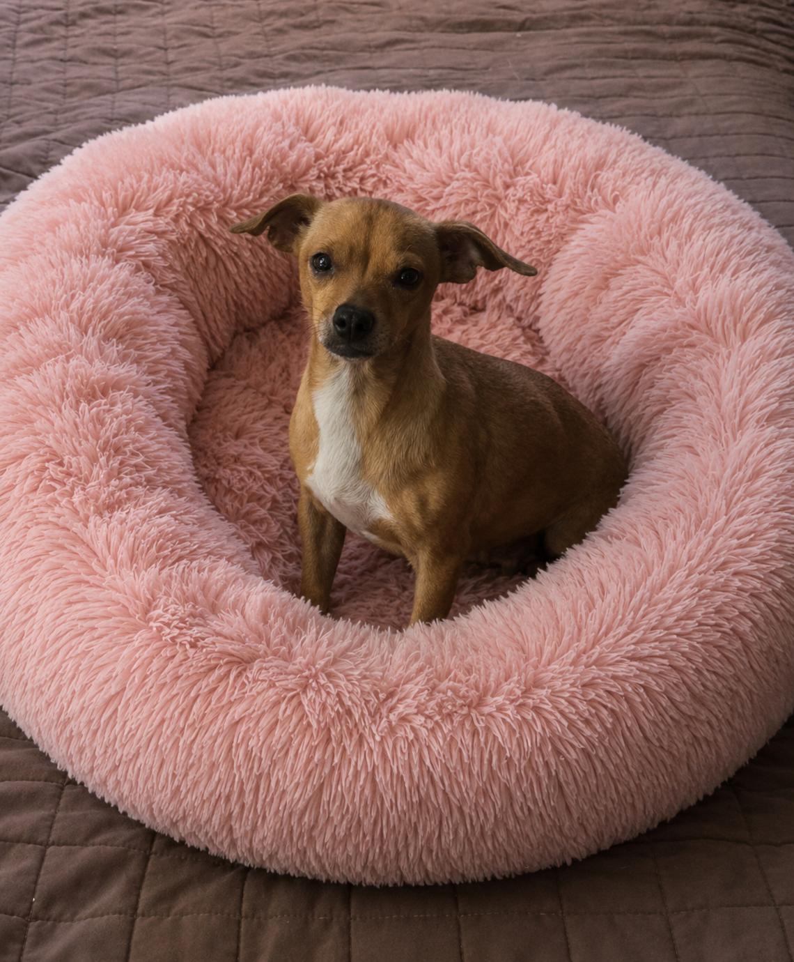 Enlarge Marge, a ADOPTABLE Chihuahua in San Antonio, TX image 3/4