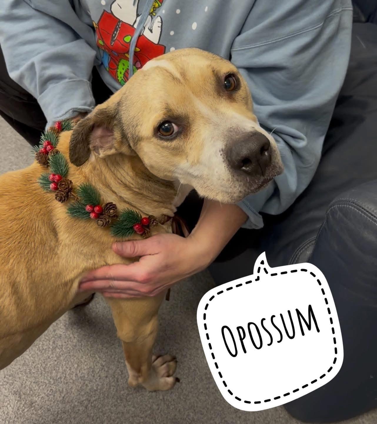 Enlarge Opossum, a ADOPTABLE Mixed Breed in Flint, MI image 1/1