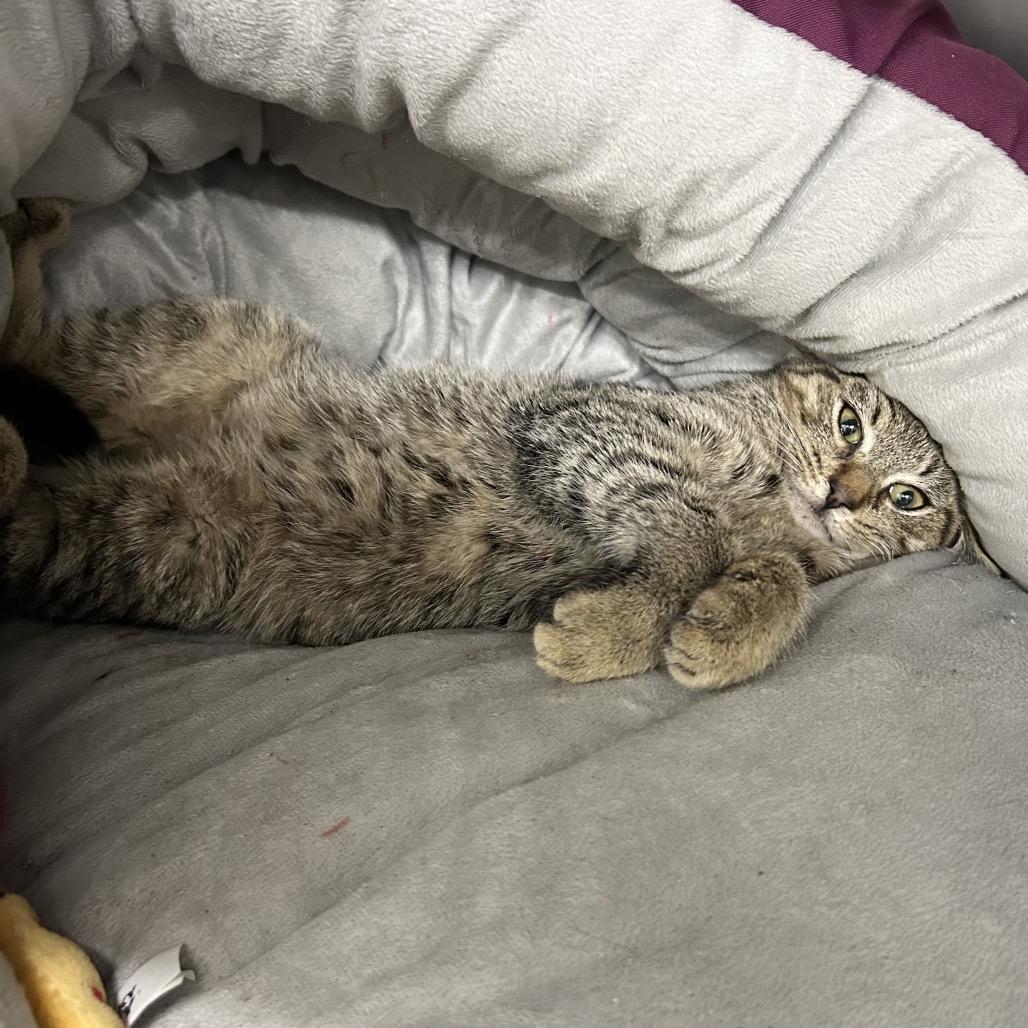 Anna, a Adoptable Domestic Medium Hair in Bronson, FL image 1/6