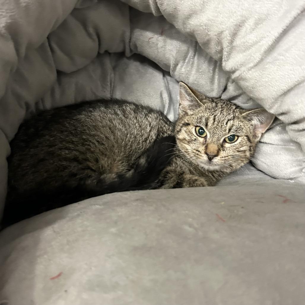 Anna, a Adoptable Domestic Medium Hair in Bronson, FL image 2/6