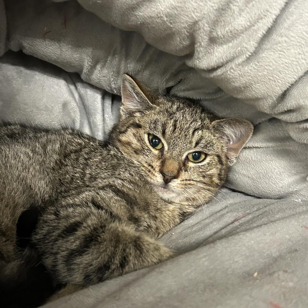 Anna, a Adoptable Domestic Medium Hair in Bronson, FL image 3/6