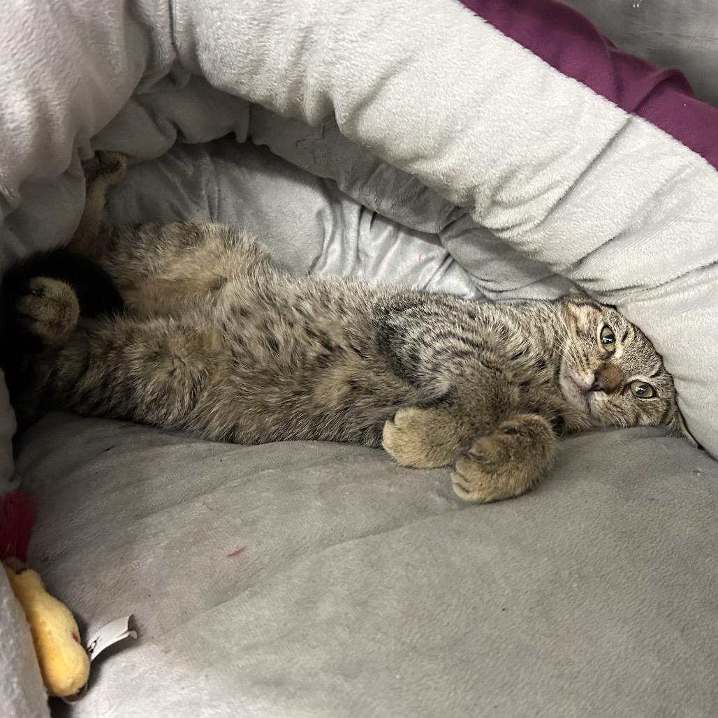 Anna, a Adoptable Domestic Medium Hair in Bronson, FL image 4/6