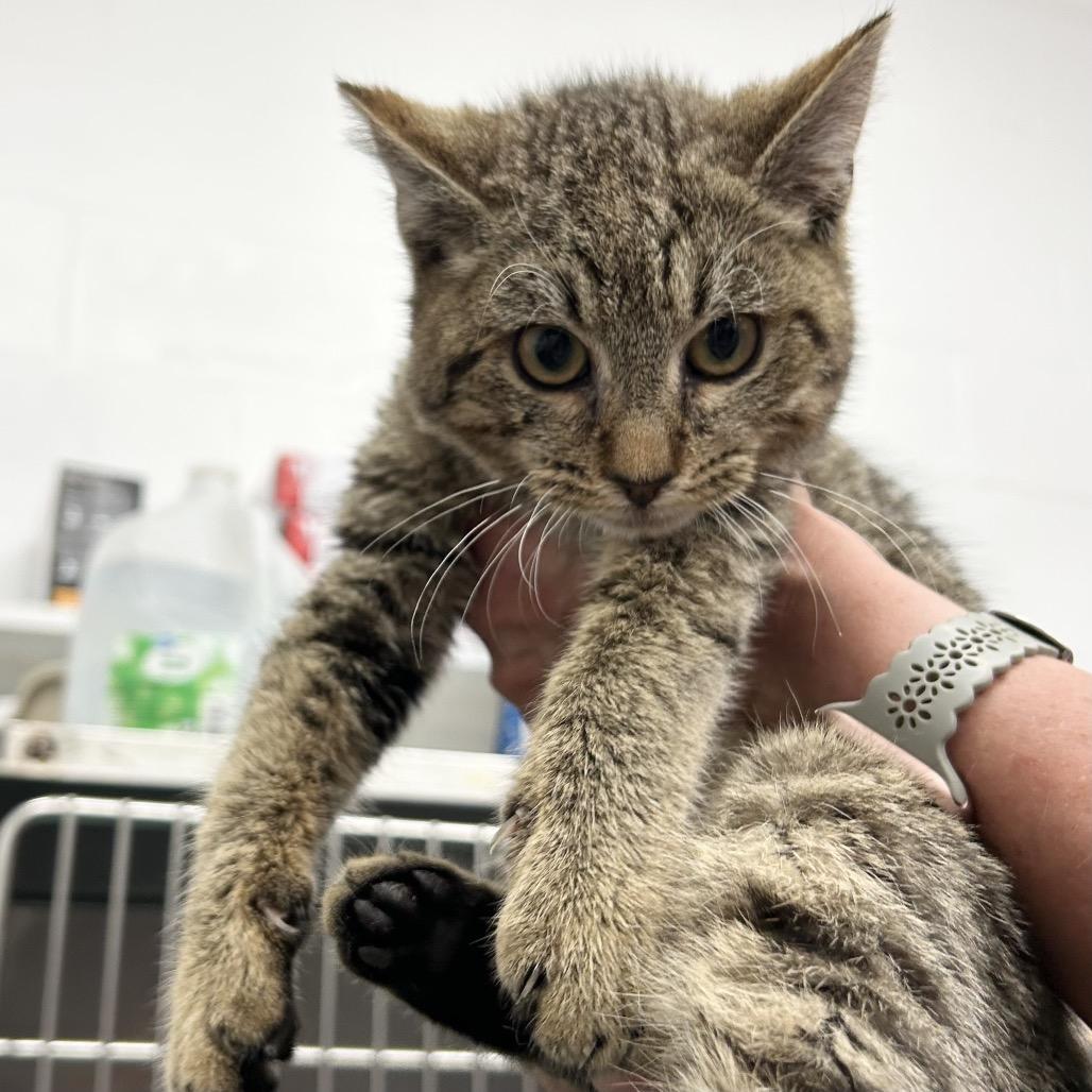 Anna, a Adoptable Domestic Medium Hair in Bronson, FL image 5/6