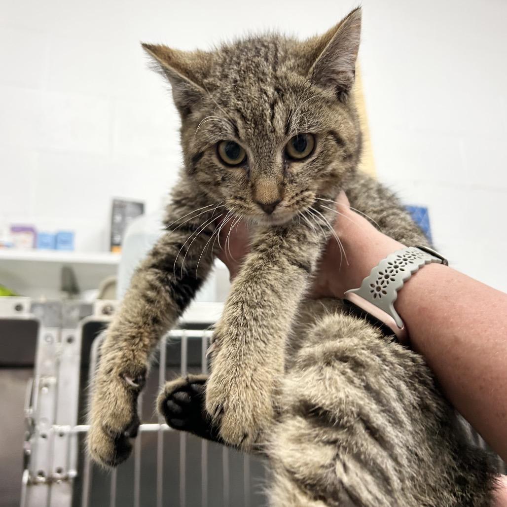 Anna, a Adoptable Domestic Medium Hair in Bronson, FL image 6/6