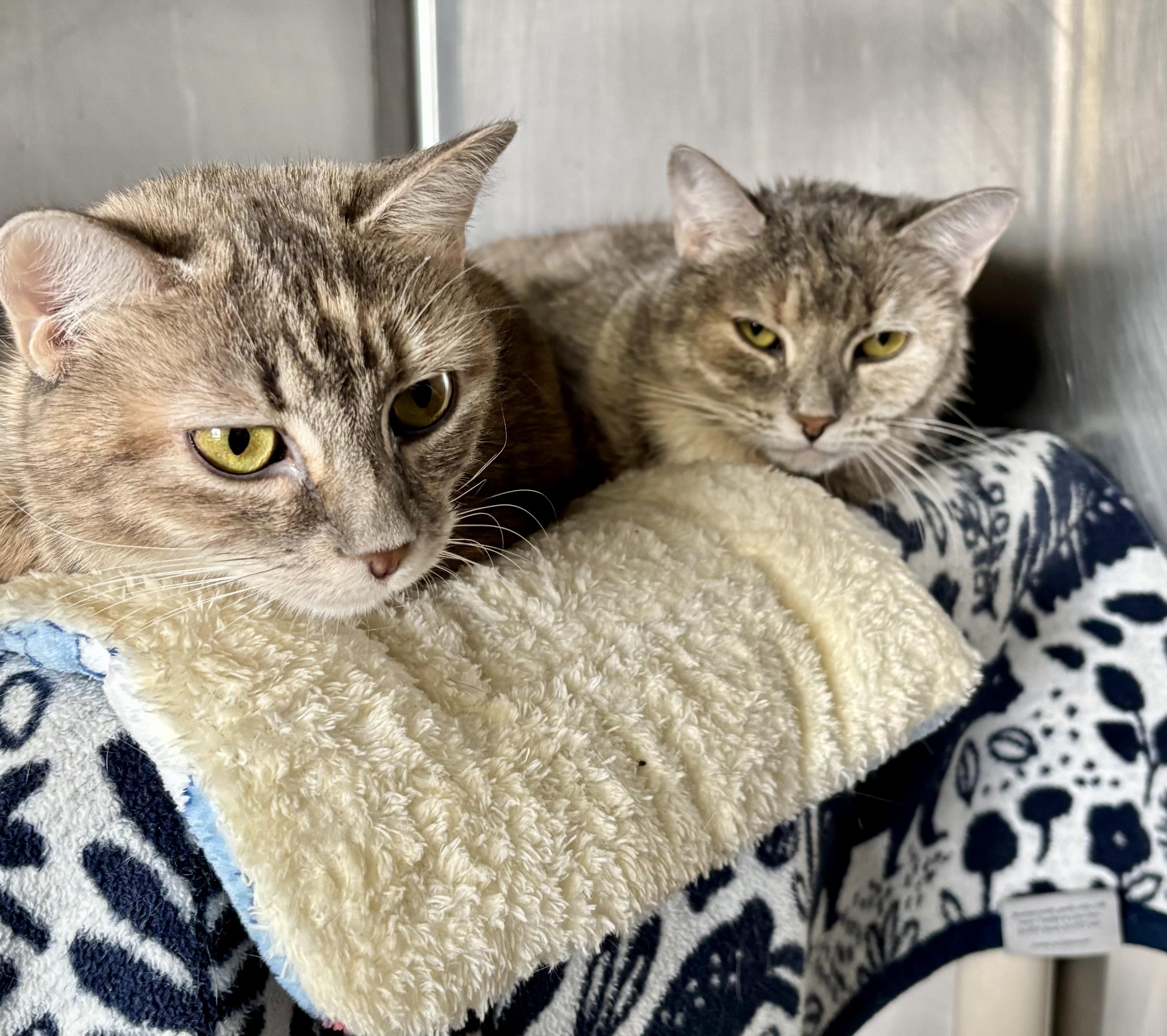 Enlarge Gingerbread and Mistletoe, an adoption pending Domestic Short Hair in Manchester, NH image 5/5