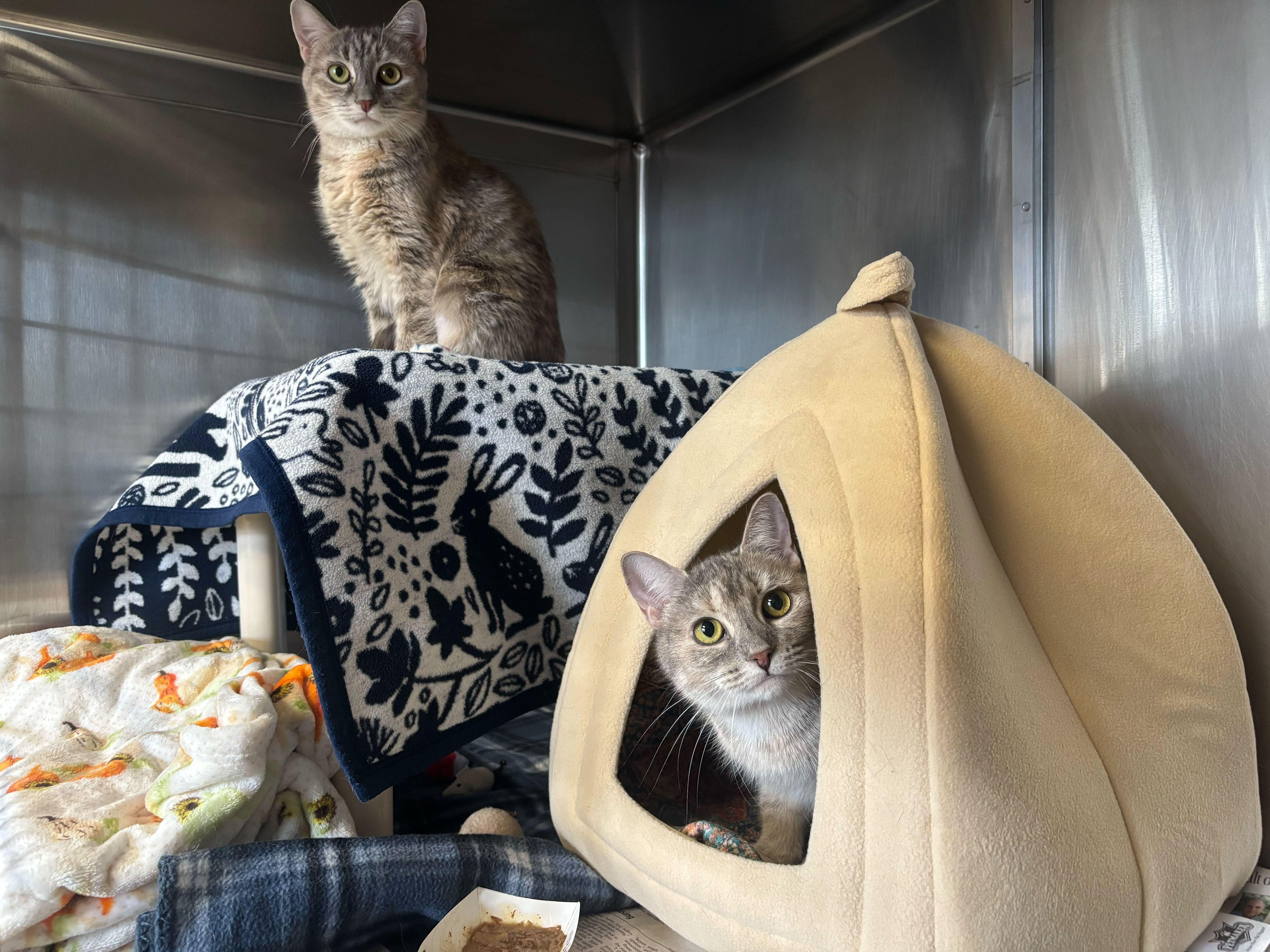 Enlarge Gingerbread and Mistletoe, an adoption pending Domestic Short Hair in Manchester, NH image 1/5