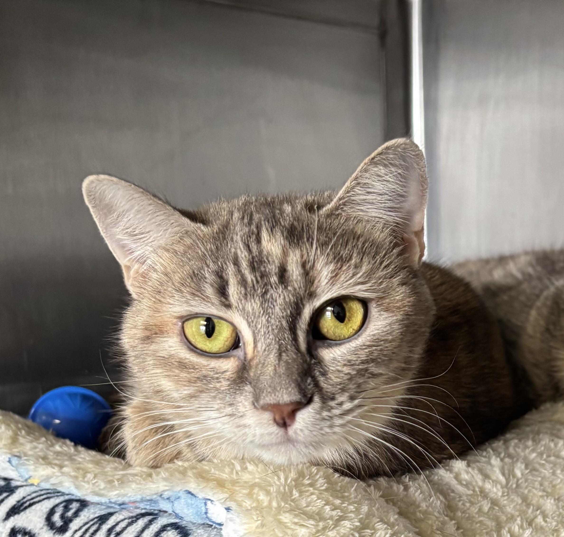 Enlarge Gingerbread and Mistletoe, an adoption pending Domestic Short Hair in Manchester, NH image 4/5