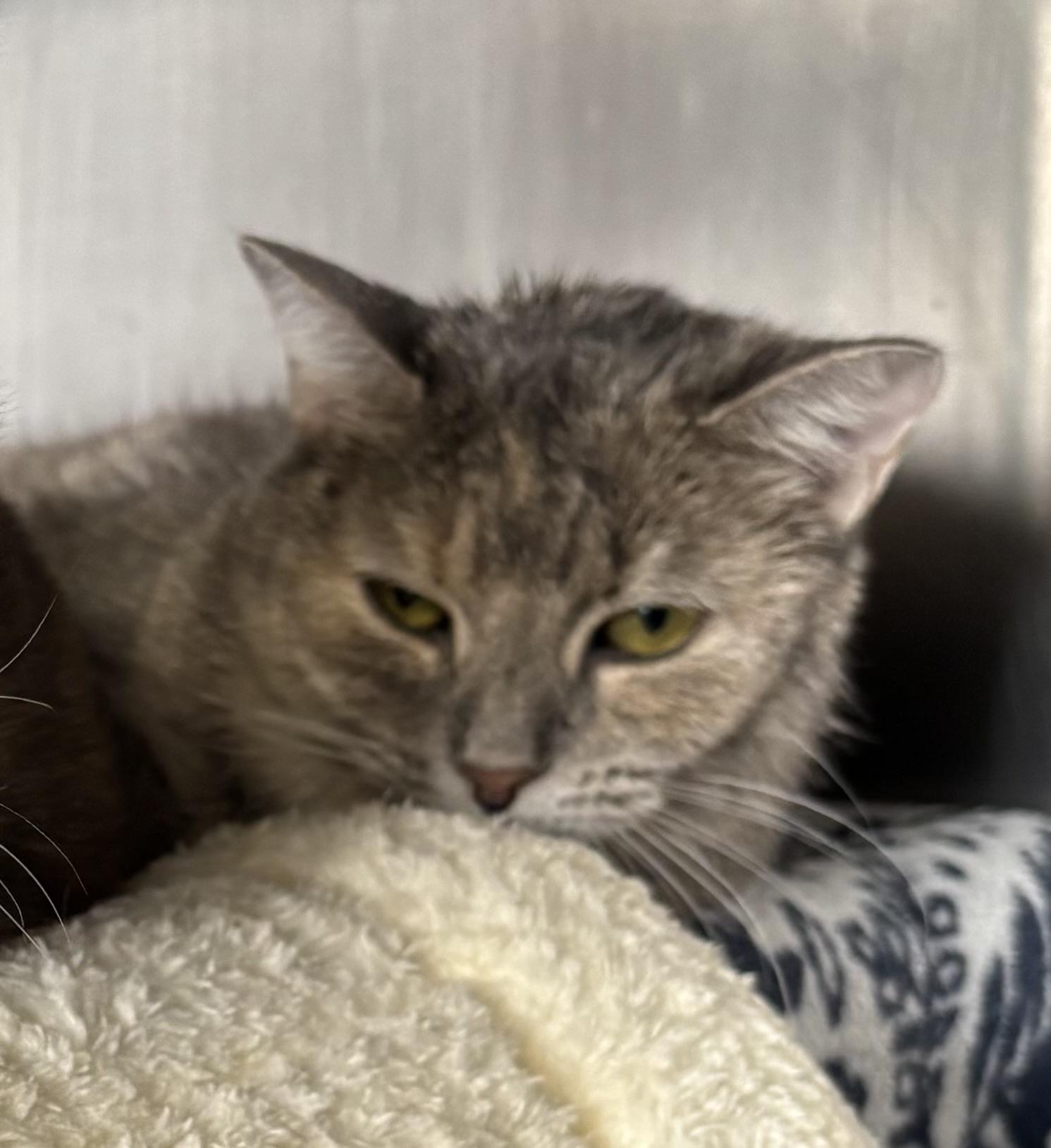 Enlarge Gingerbread and Mistletoe, an adoption pending Domestic Short Hair in Manchester, NH image 3/5