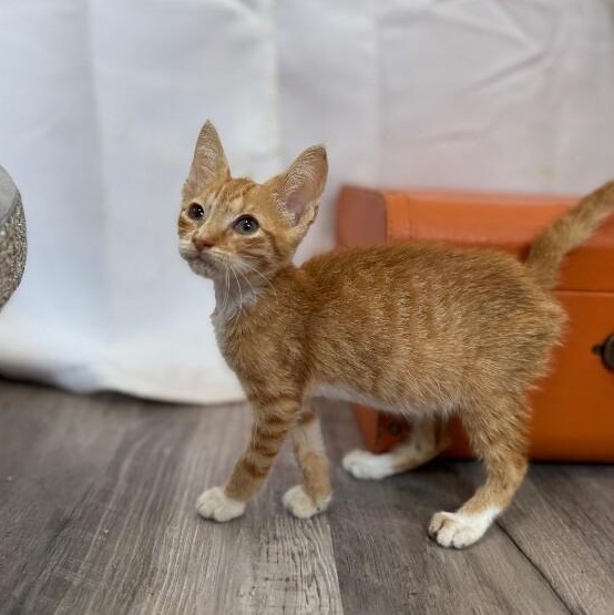 Quinn Daniel — thumbnail 5