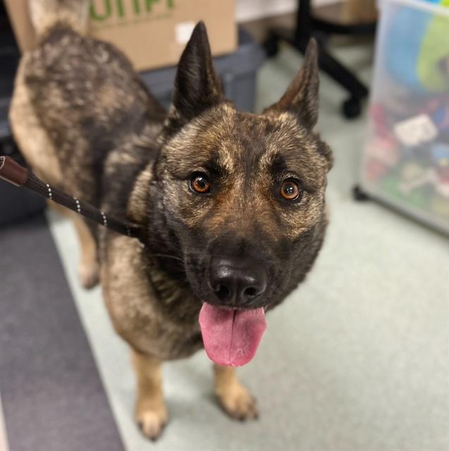 HILDA, Adoptable, Adult Female German Shepherd Dog & Mixed Breed.