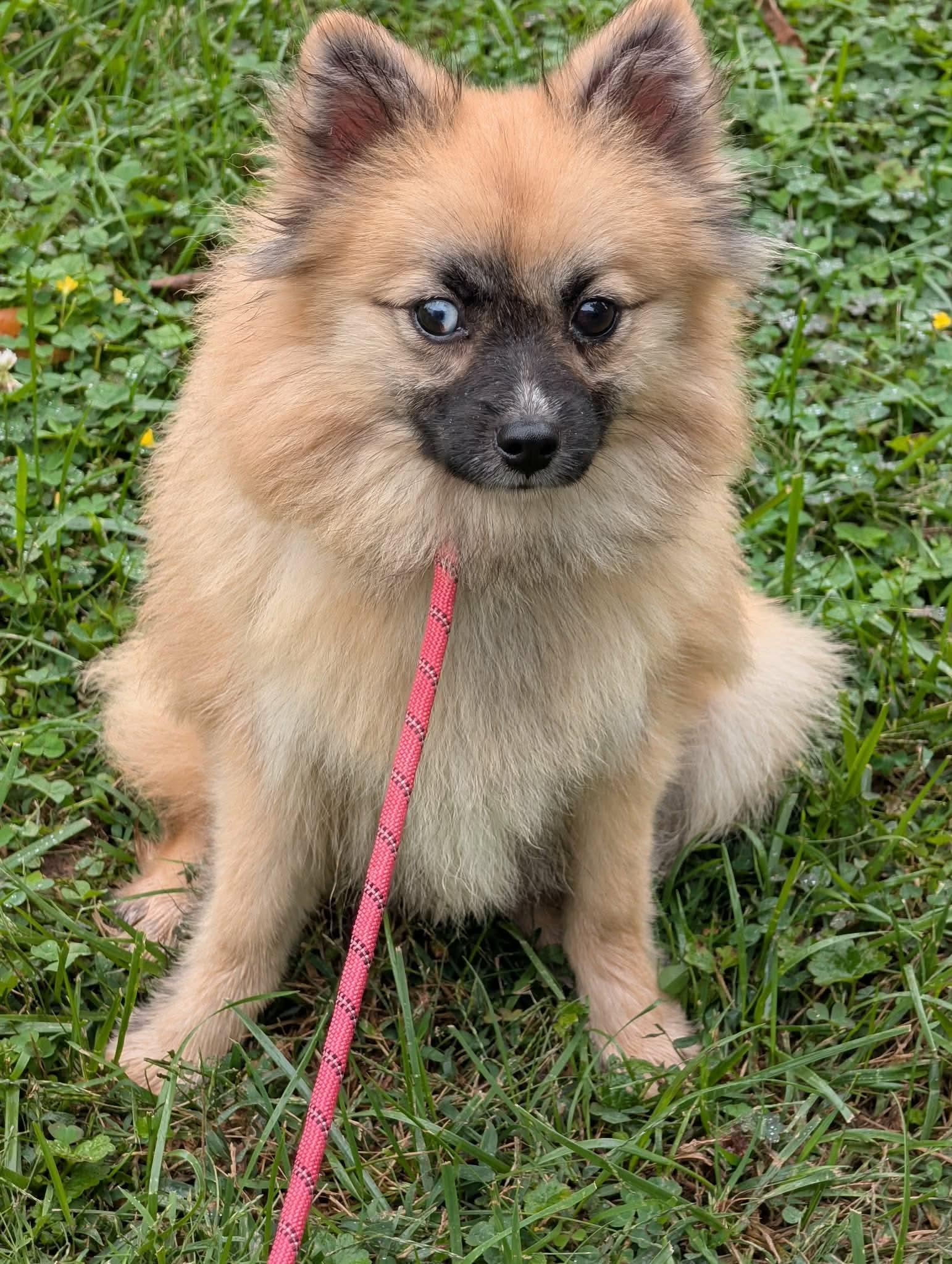 Enlarge Saylor, a Adoptable Pomsky in Clarksburg, MD image 1/6