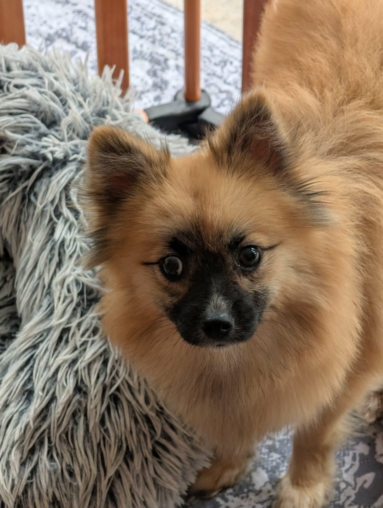 Enlarge Saylor, a Adoptable Pomsky in Clarksburg, MD image 3/6