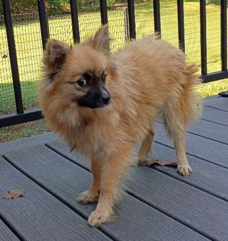 Enlarge Saylor, a Adoptable Pomsky in Clarksburg, MD image 6/6
