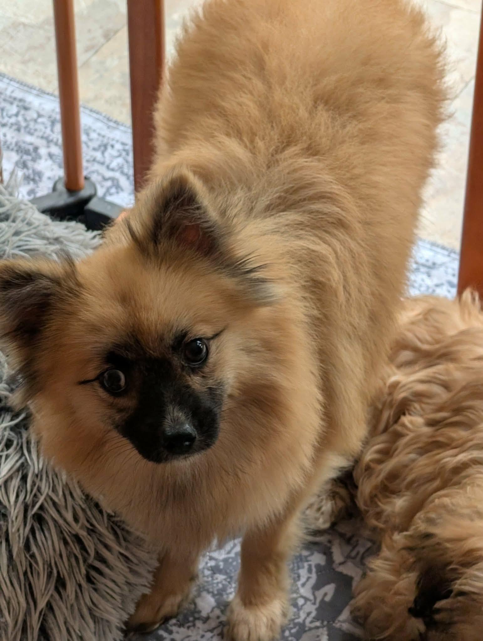 Enlarge Saylor, a Adoptable Pomsky in Clarksburg, MD image 4/6
