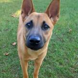Akida, Adoptable, Adult Male Shepherd.