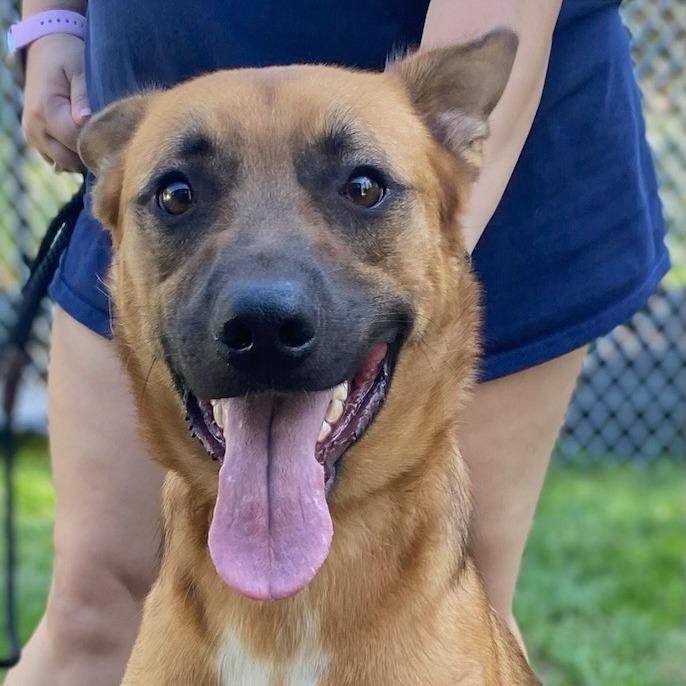 Akida, a Adoptable mixed breed in Calverton, NY image 3/3