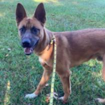Acorn, Adoptable, Adult Male Shepherd.
