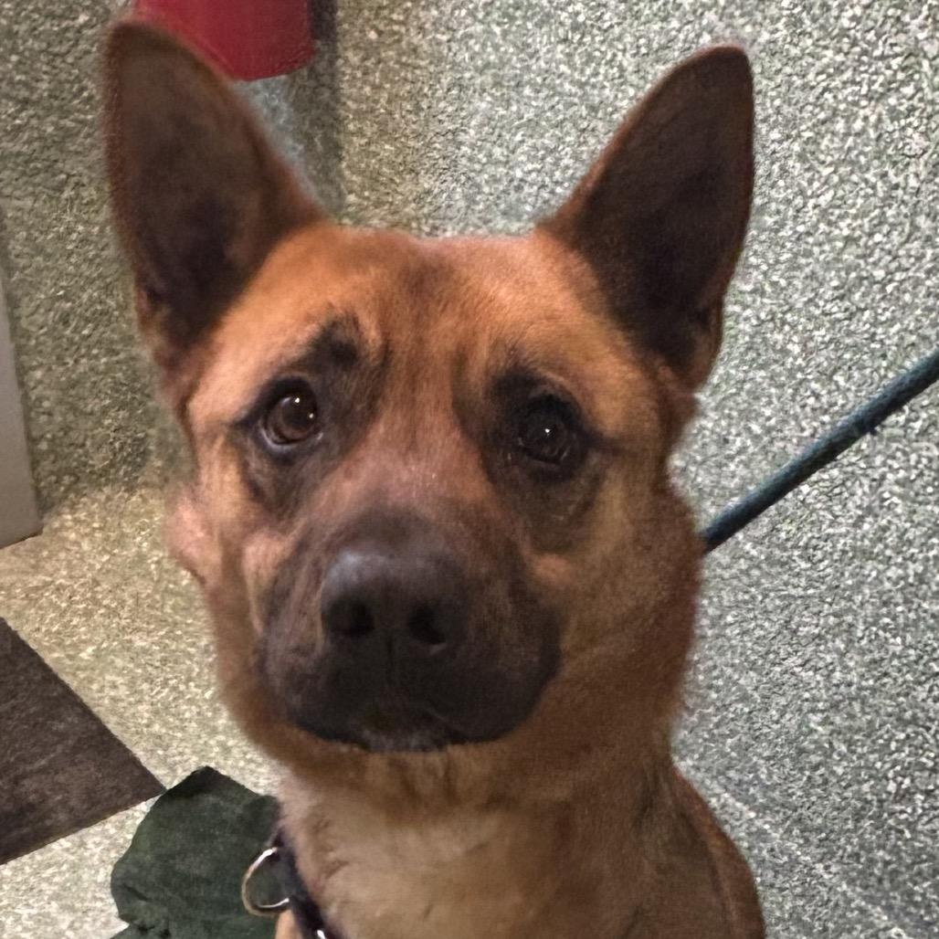 Enlarge Acorn, a Adoptable mixed breed in Calverton, NY image 3/4