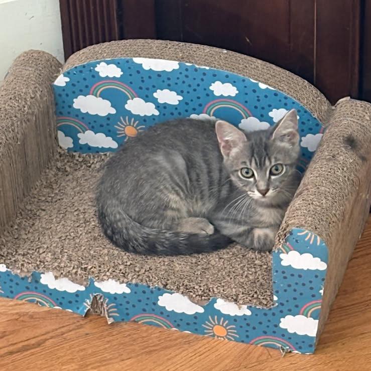Nate, Adoptable, Kitten Male Domestic Short Hair.
