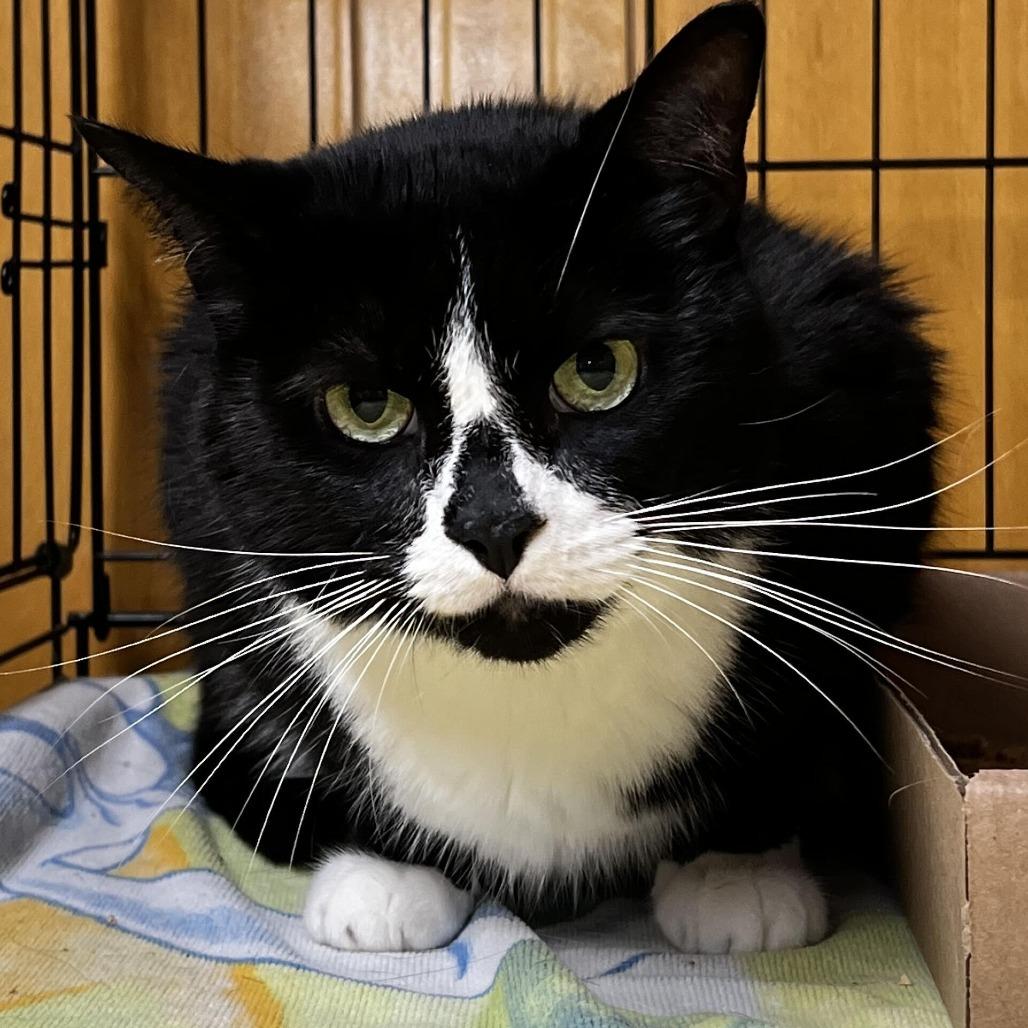 Azure, Adoptable, Senior Male Domestic Short Hair.