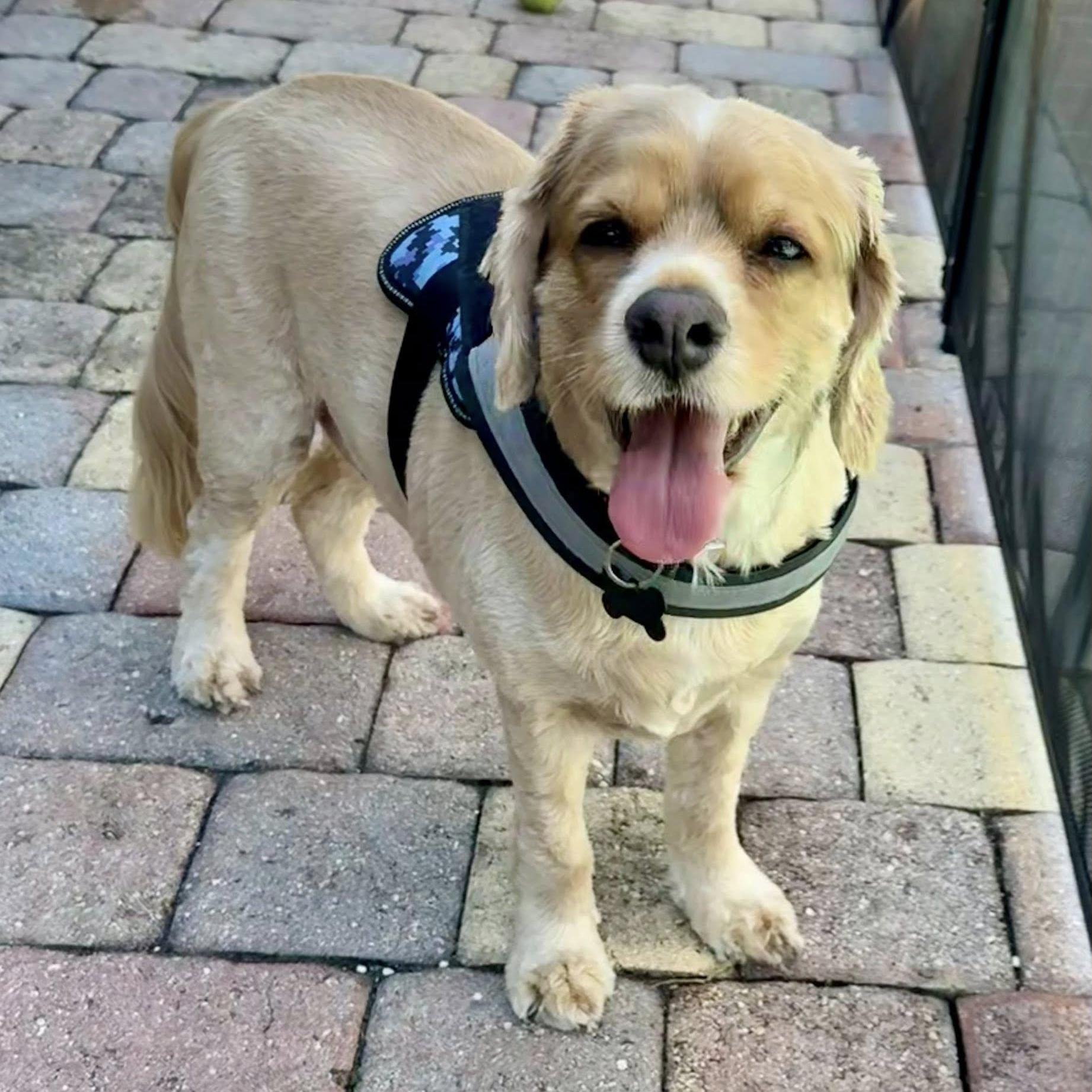 Enlarge Charlie, a Adoptable Cocker Spaniel in Cape Coral, FL image 2/6