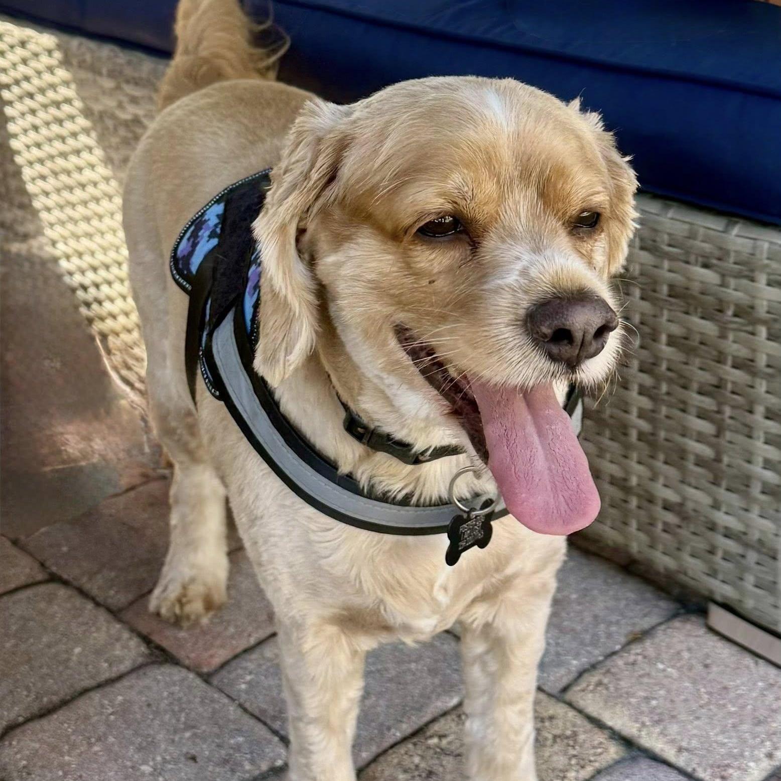 Enlarge Charlie, a Adoptable Cocker Spaniel in Cape Coral, FL image 3/6