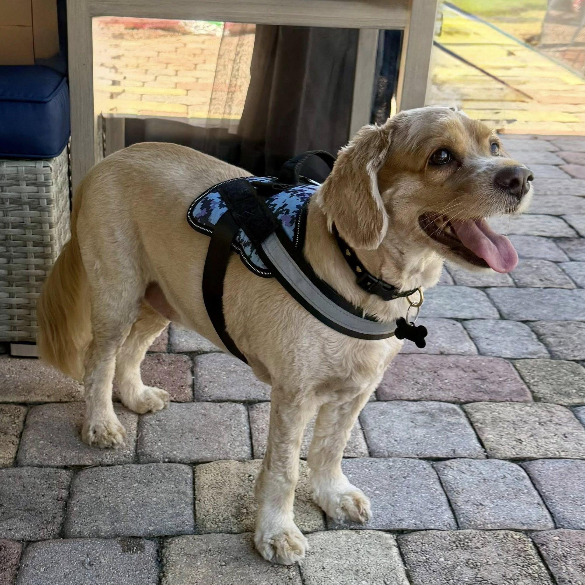 Enlarge Charlie, a Adoptable Cocker Spaniel in Cape Coral, FL image 4/6