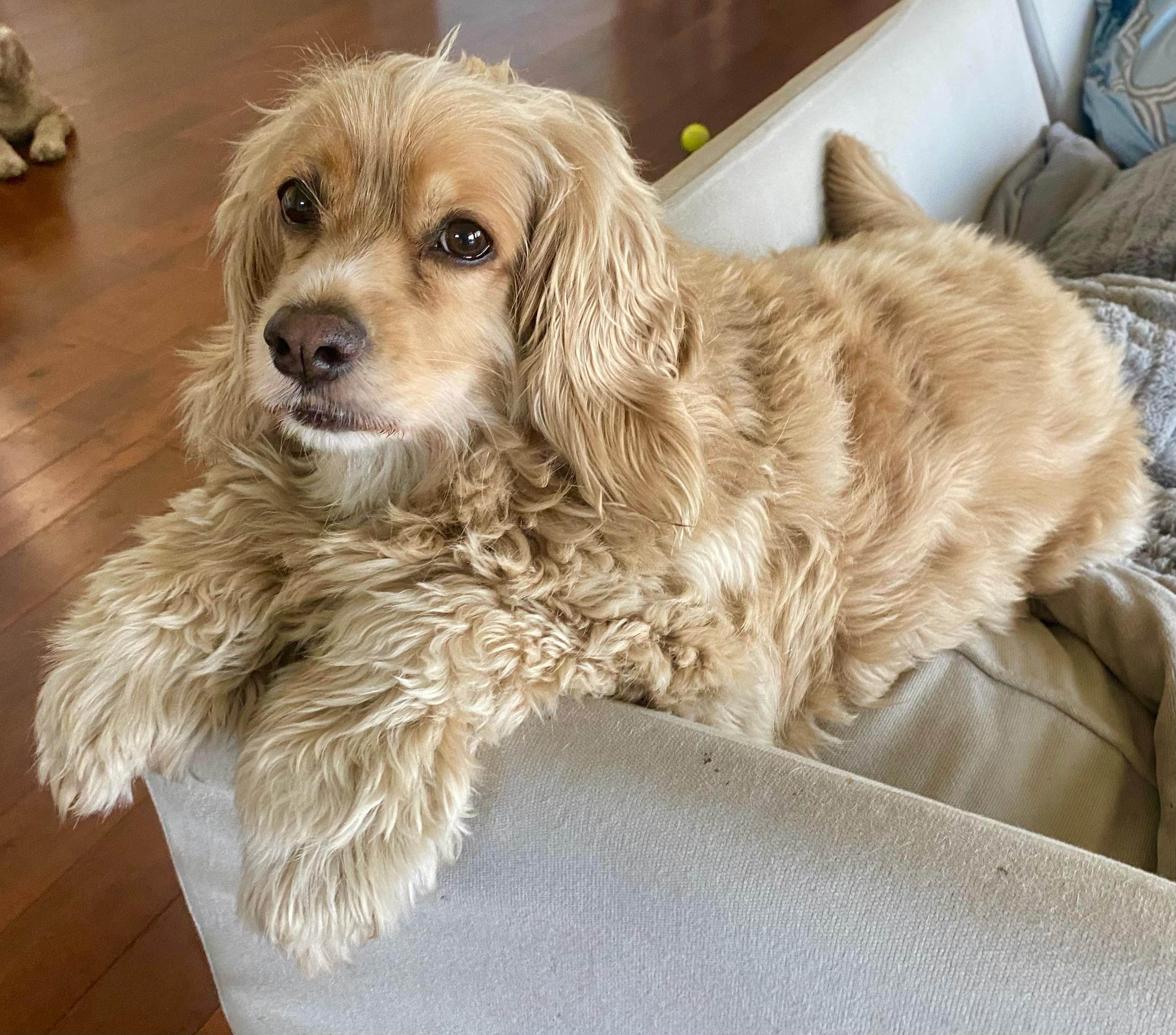 Enlarge Charlie, a Adoptable Cocker Spaniel in Cape Coral, FL image 5/6
