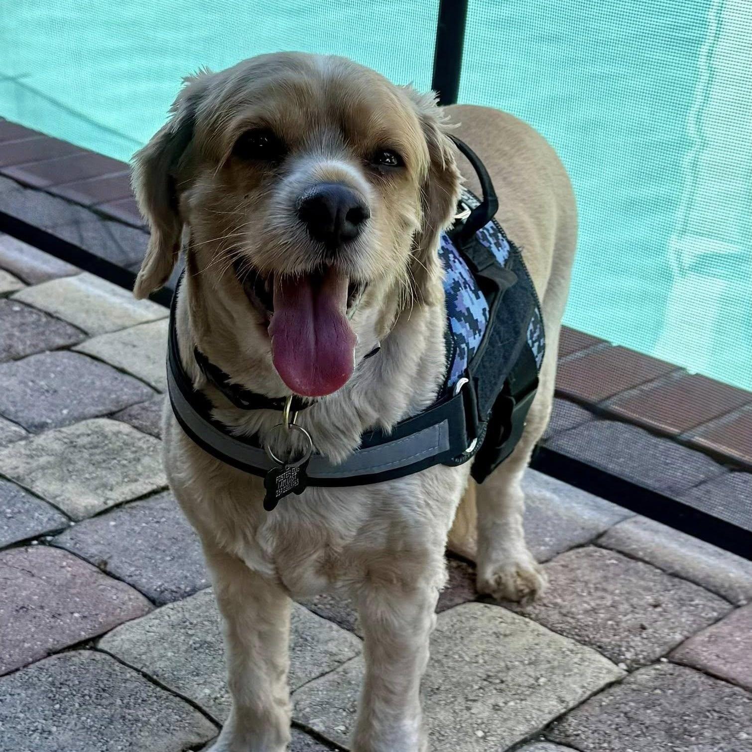Enlarge Charlie, a Adoptable Cocker Spaniel in Cape Coral, FL image 6/6