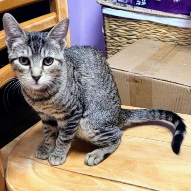 Enlarge Small Fry, a Adoptable Domestic Short Hair in Springfield, IL image 1/3