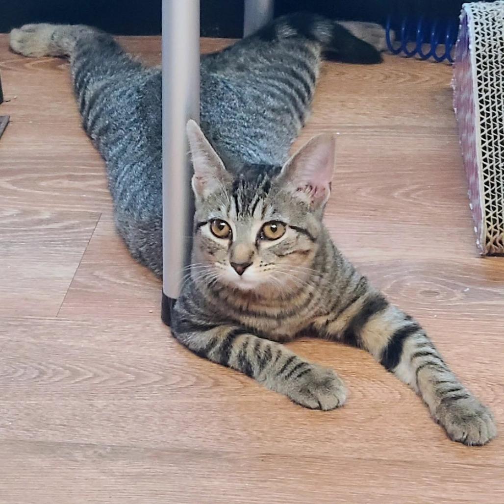 Enlarge Small Fry, a Adoptable Domestic Short Hair in Springfield, IL image 3/3