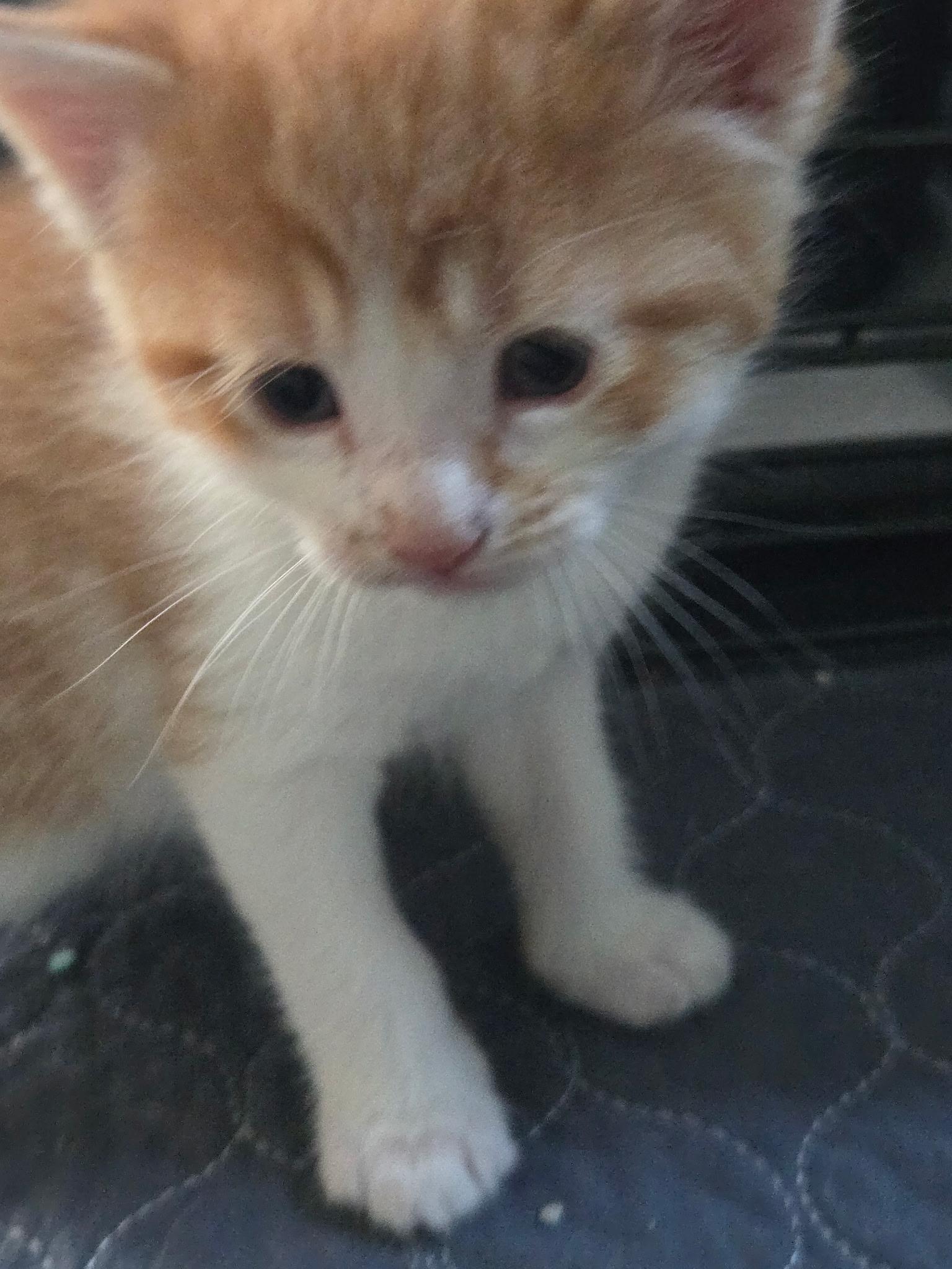 Max, ADOPTABLE, Kitten Male Domestic Short Hair.
