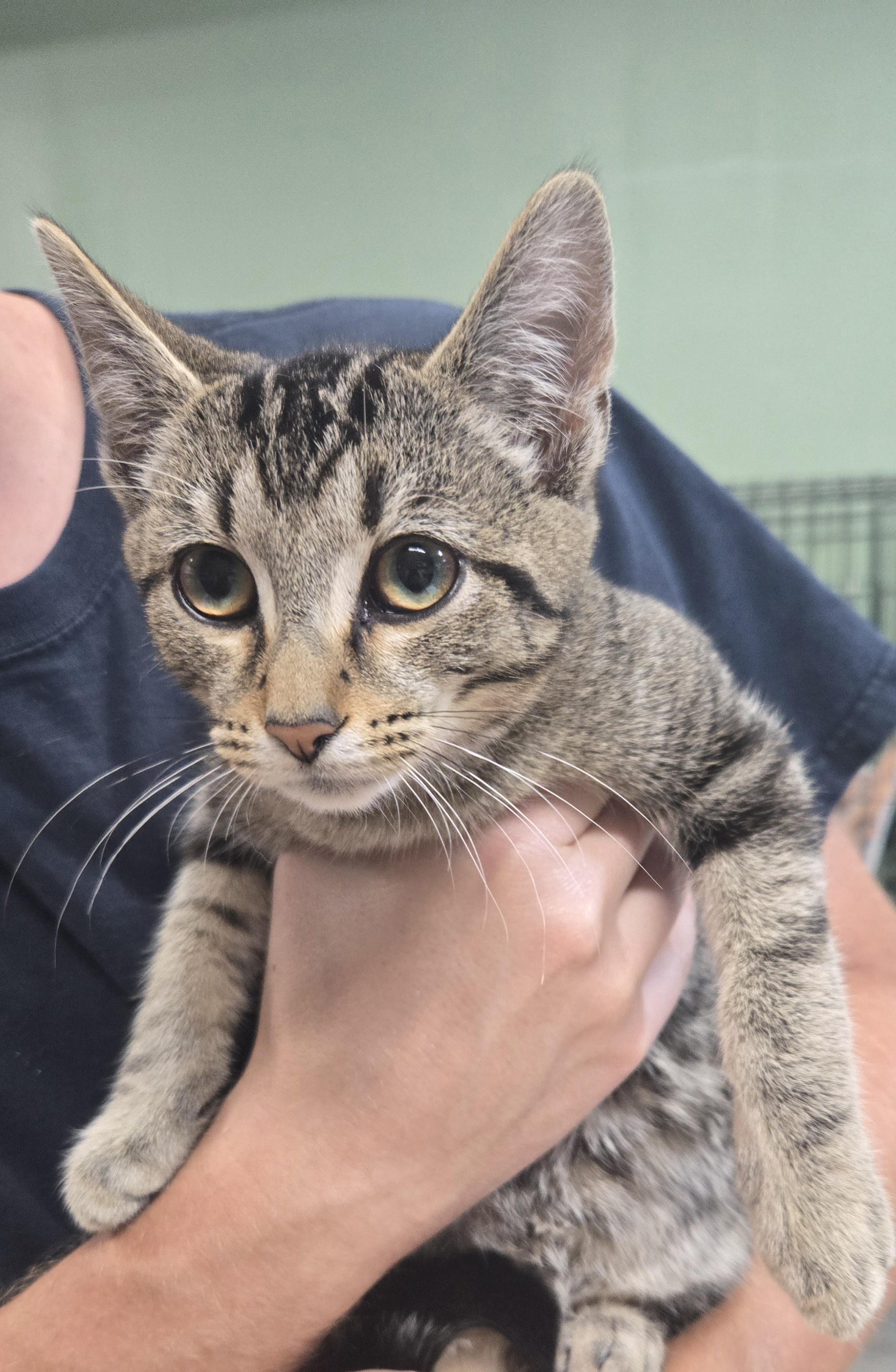 Enlarge Victor, a Adopted Domestic Short Hair in Tyner, KY image 1/1