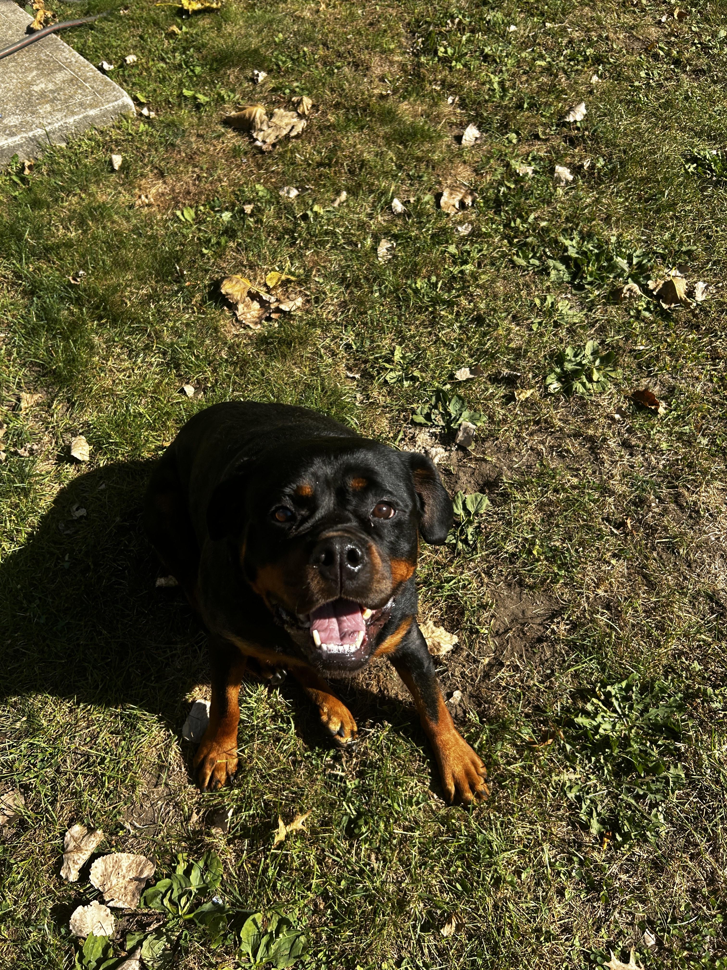 CUTIE PATOOTIE, an adopted mixed breed in Huntington, NY image 1/2