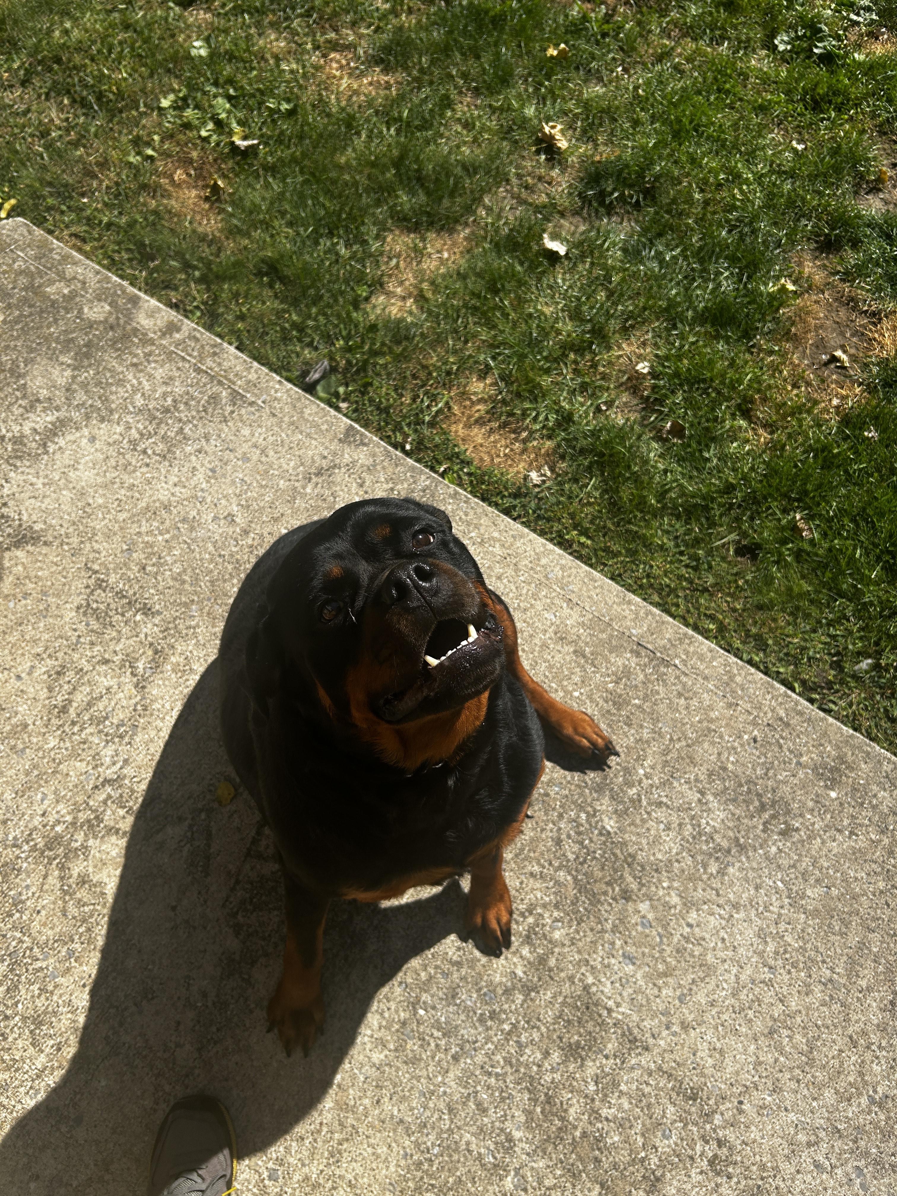 CUTIE PATOOTIE, an adopted mixed breed in Huntington, NY image 2/2