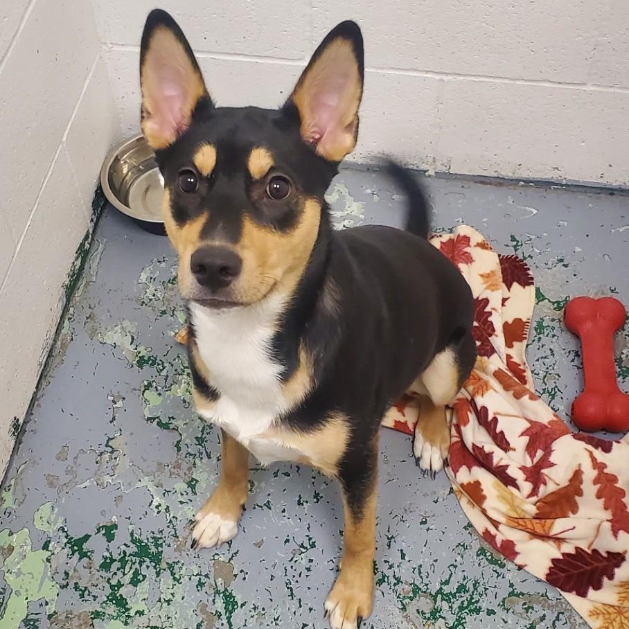 Zyla, ADOPTABLE, Young Female German Shepherd Dog.