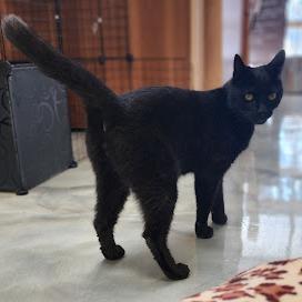 Cole, Adoptable, Senior Male American Shorthair.