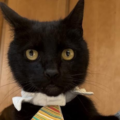 Enlarge Cole, a Adoptable American Shorthair in Kennett Square, PA image 2/2