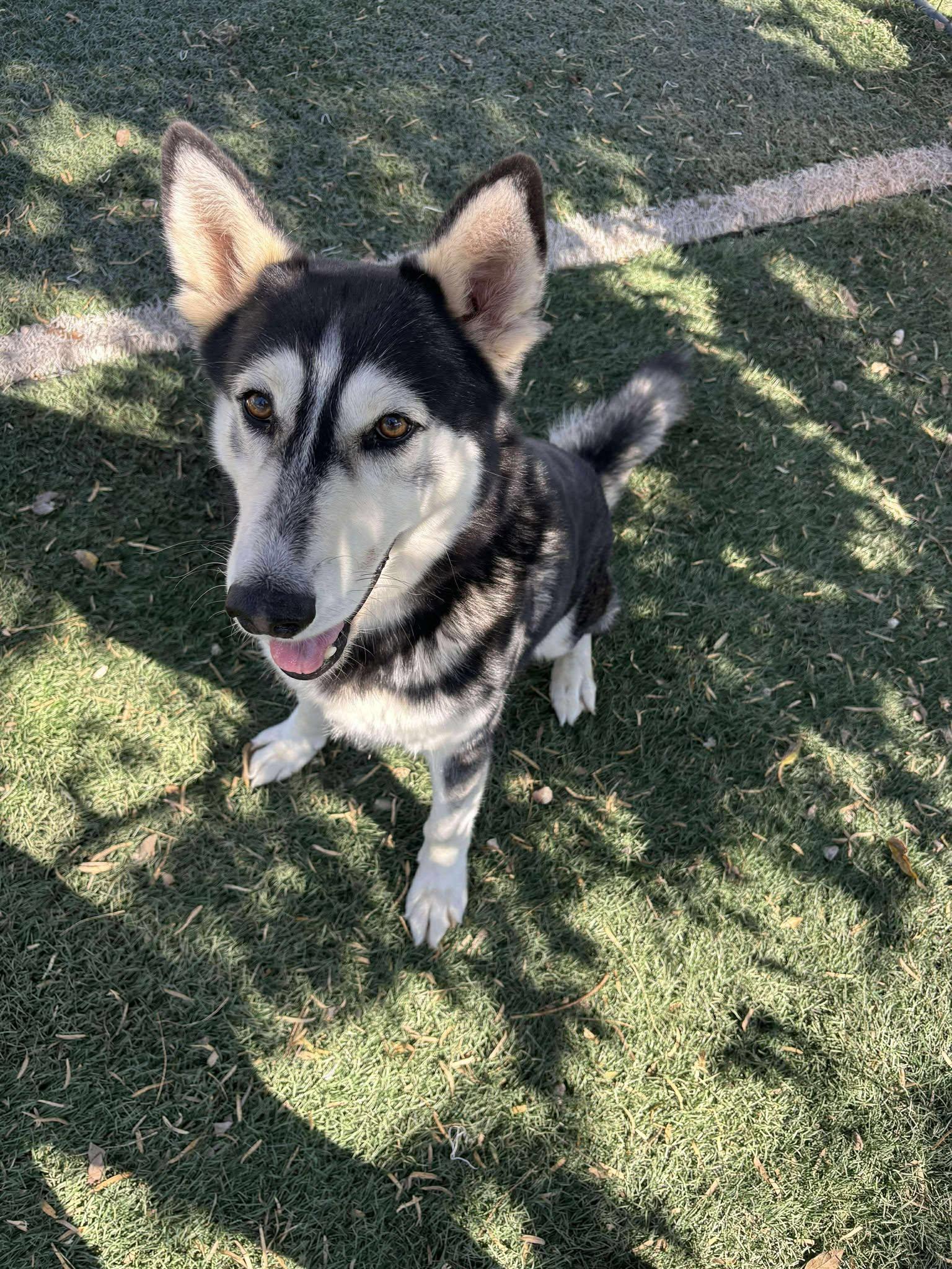 Stitch, Adoptable, Adult Male Husky.