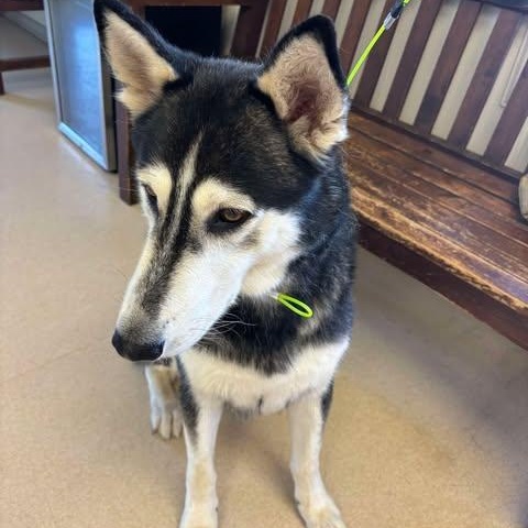Enlarge Stitch, a Adoptable Husky in Lockhart, TX image 2/6