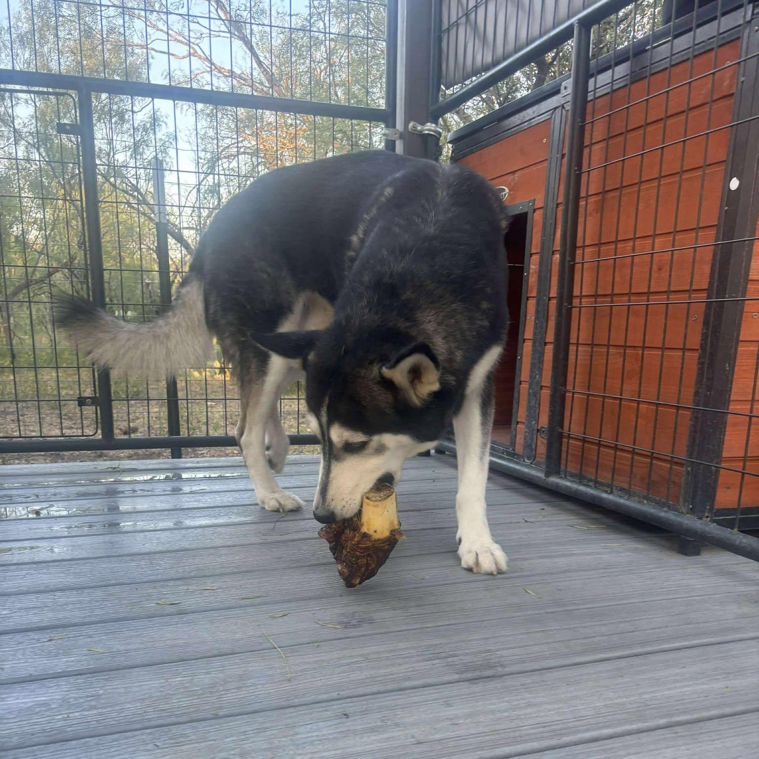 Enlarge Stitch, a Adoptable Husky in Lockhart, TX image 5/6