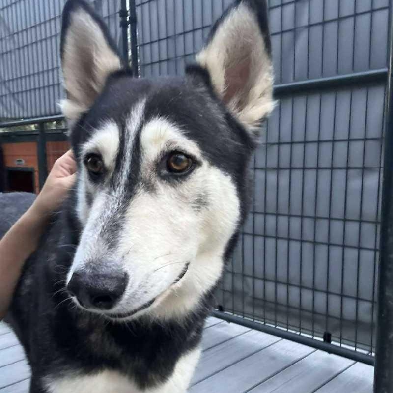 Enlarge Stitch, a Adoptable Husky in Lockhart, TX image 4/6