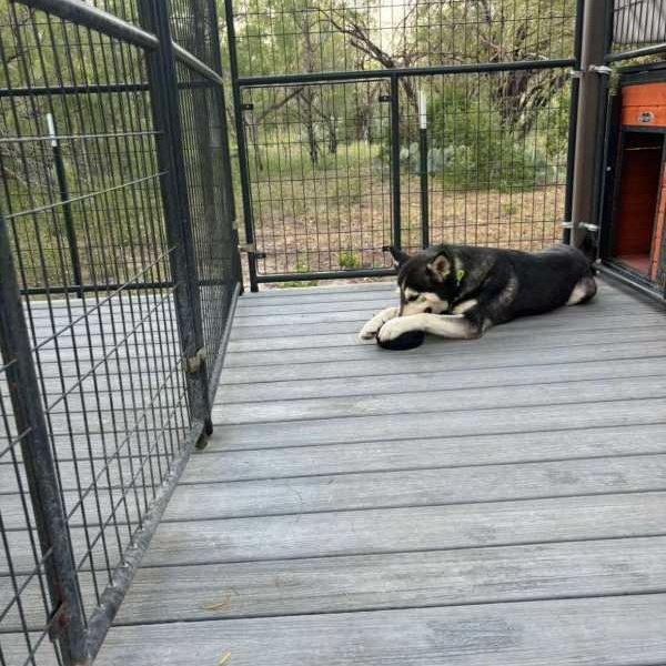 Enlarge Stitch, a Adoptable Husky in Lockhart, TX image 6/6