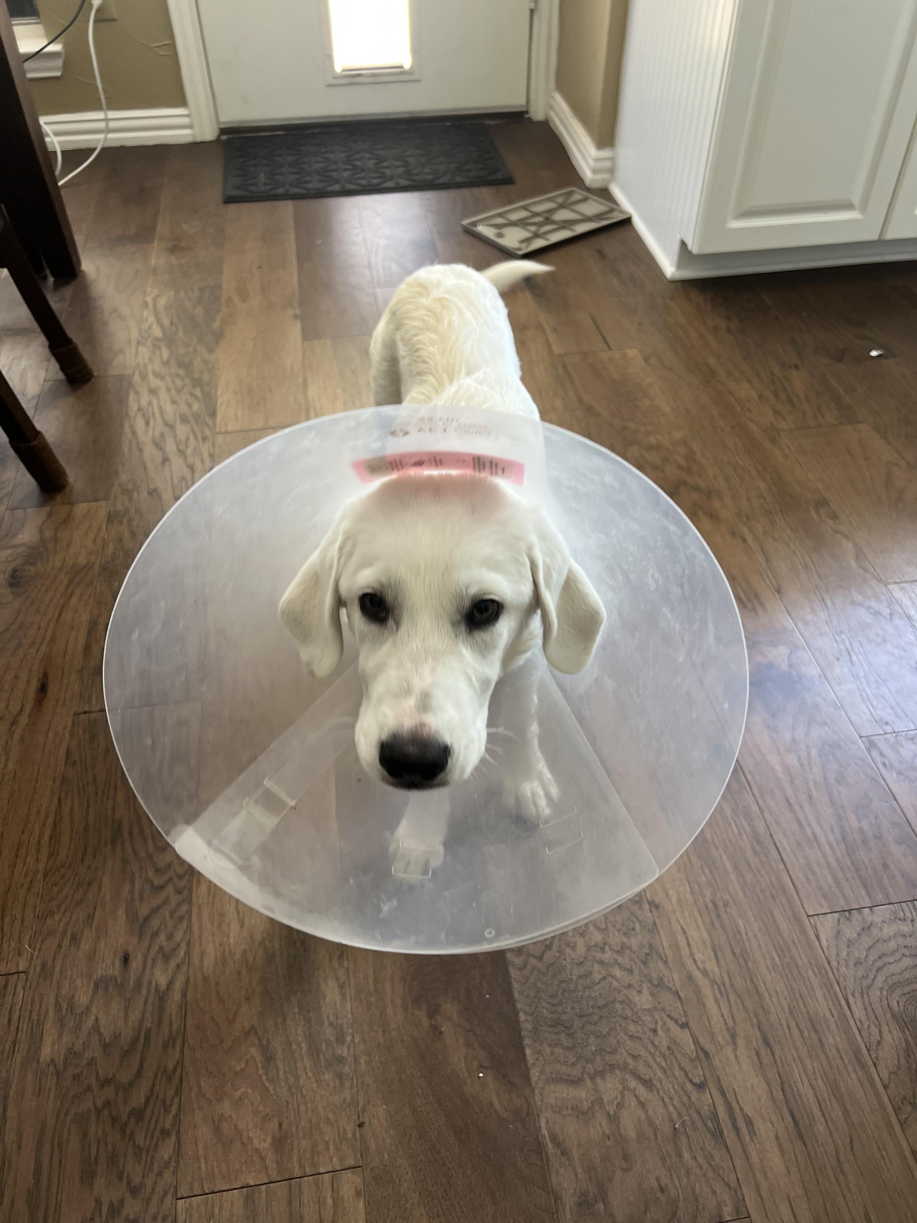 Bonnie " White lab mix female puppy", Adopted, Puppy Female Labrador Retriever & Great Pyrenees.