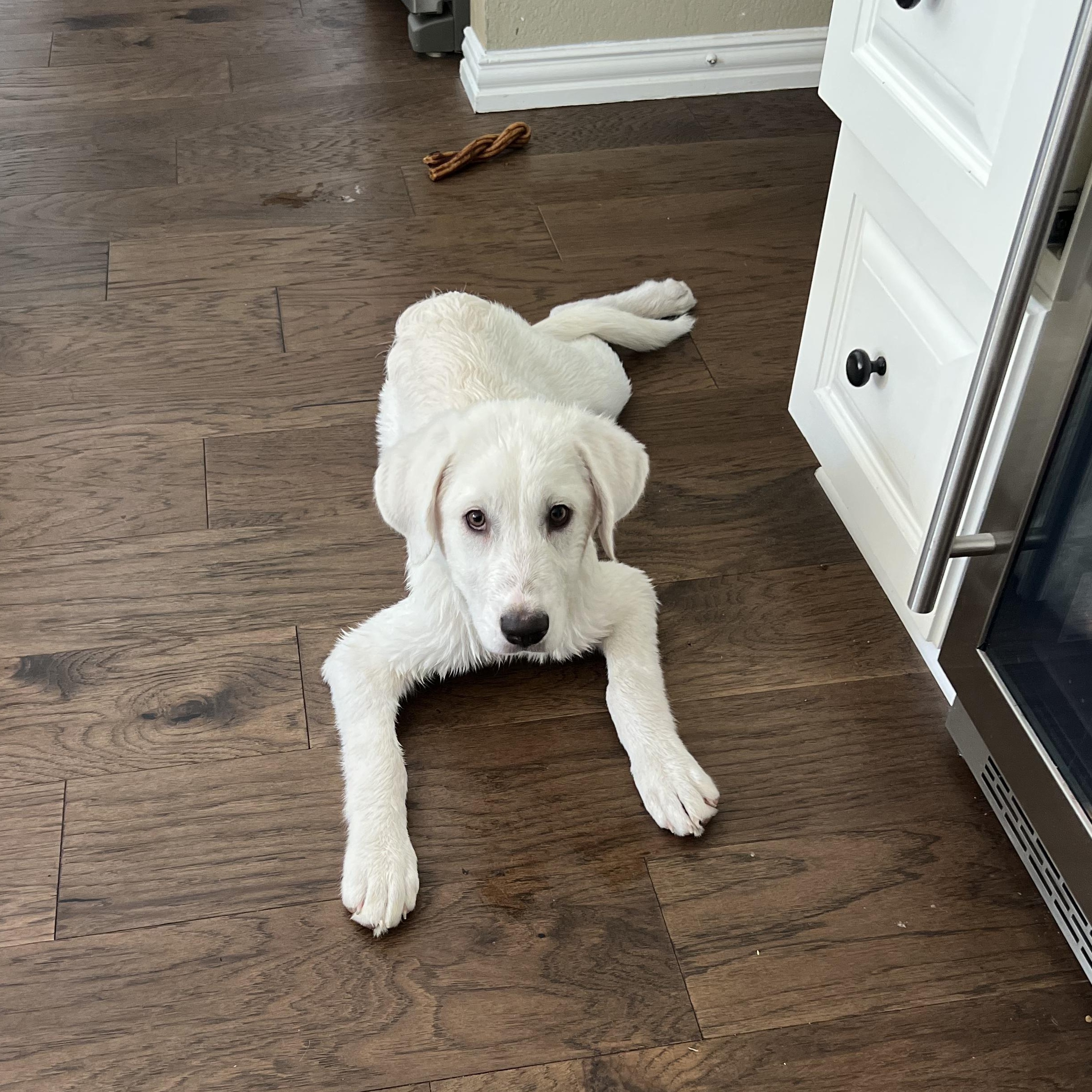 Enlarge Bonnie " White lab mix female puppy", a Adopted mixed breed in Flower Mound, TX image 2/4