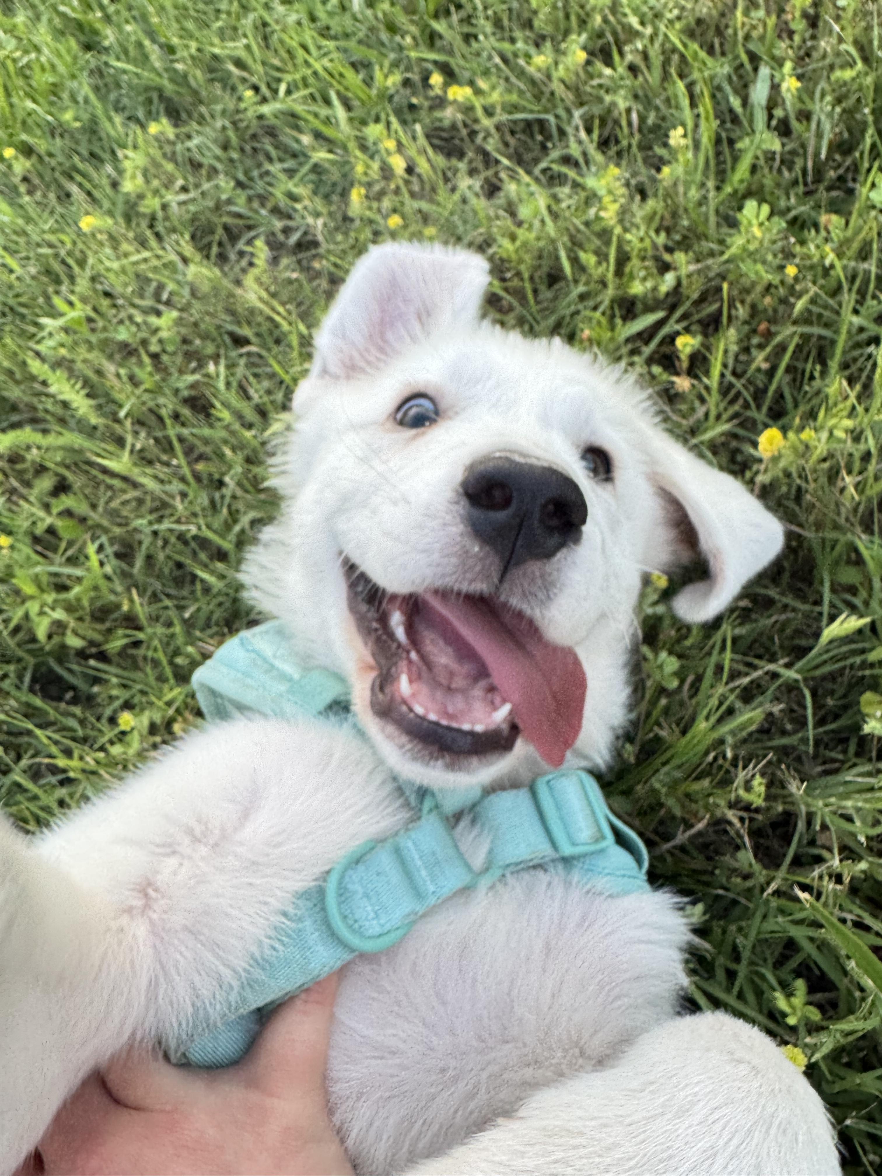 Enlarge Bonnie " White lab mix female puppy", a Adopted mixed breed in Flower Mound, TX image 3/4